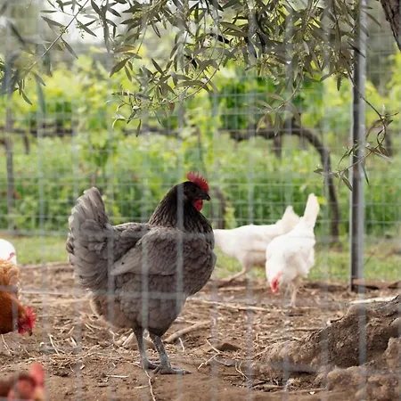 Agriturismo Tra Gli Ulivi, Chiappini Bolgheri