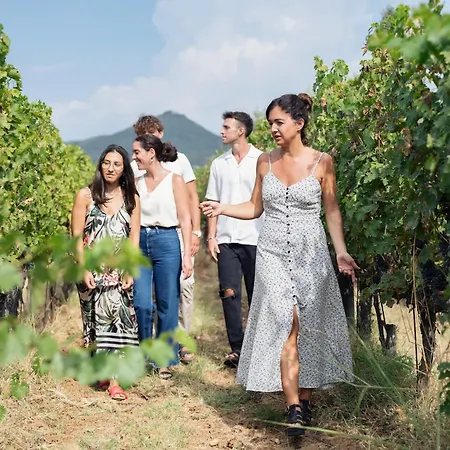 Tra Gli Ulivi, Chiappini Winery *