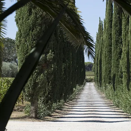 Tra Gli Ulivi, Chiappini Winery * Bolgheri